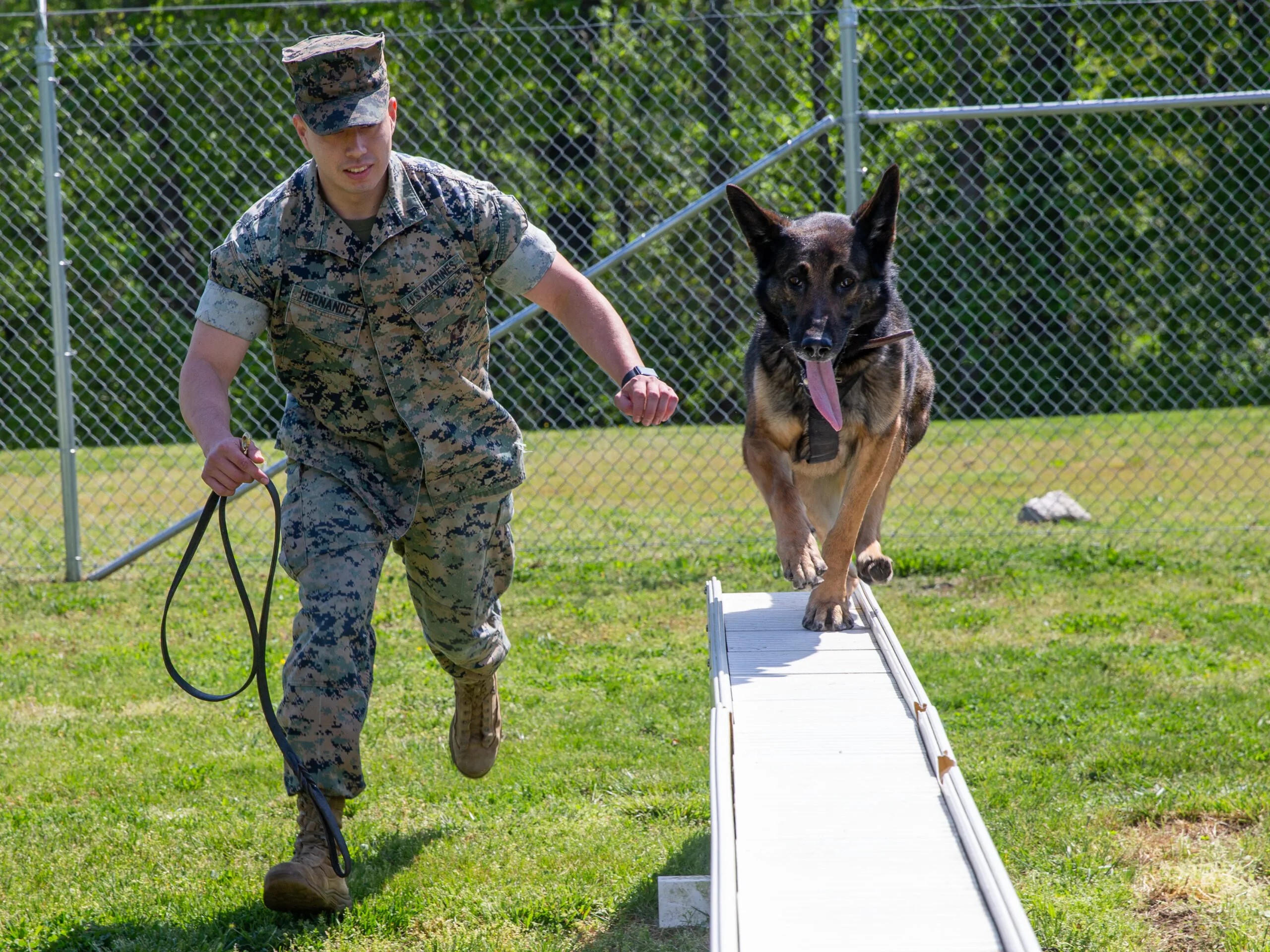 K9 handler training